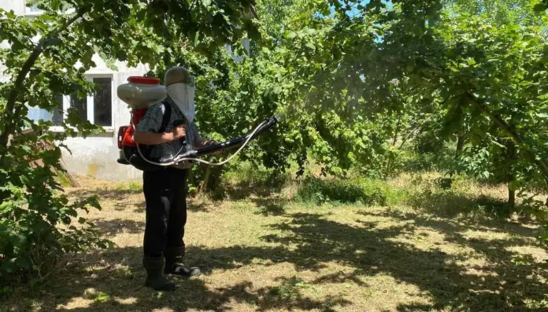 Kükürt ve Samuray Arısı ile Çiftçilerin Umut Dolu Mücadelesi