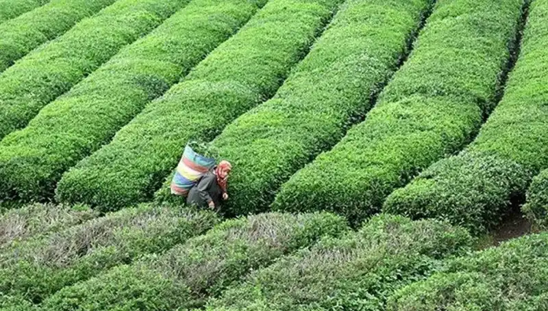 ÇAYKUR'dan Bayramda Bitmeyen Yaş Çay Alımları ile Müjde