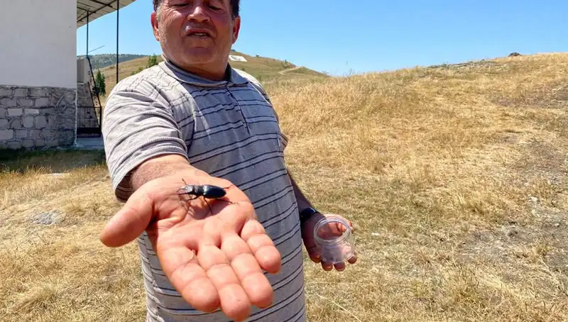 Sivas’ta Görülen Tehlikeli Böcek: Öldürülmesinin Cezası 557 Bin TL!