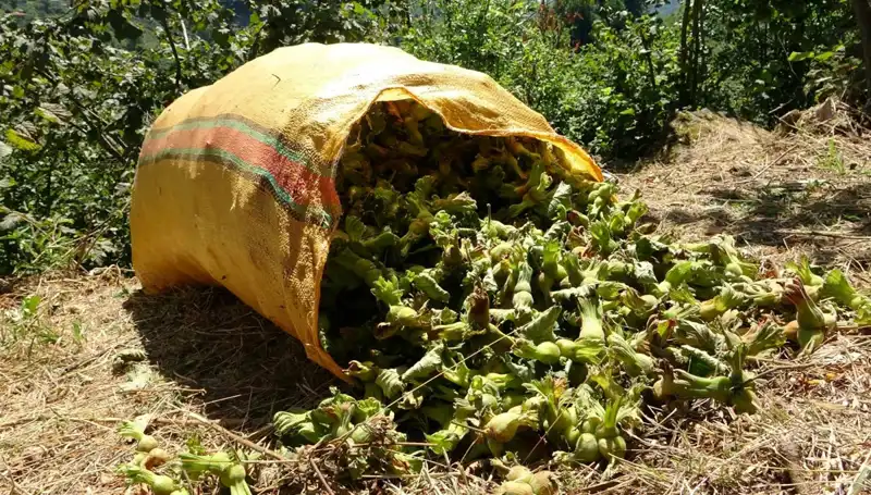 Giresun'da Fındık Hasadı Başladı: Üreticilerin Yüzleri Güldü