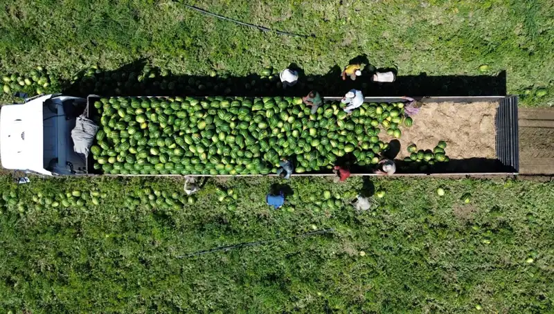 Bafra Ovası'nda 94 Bin 500 Ton Karpuz Rekoltesi Beklentisi Heyecan Yarattı