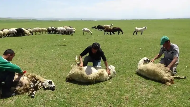 Türkiye'nin Zirvesinde Koyun Kırkma Gelenekleri ve Zorlukları