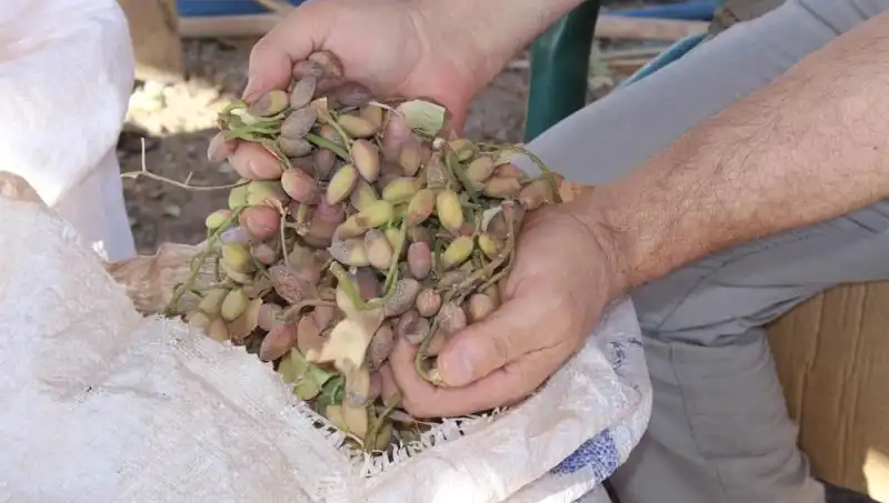 Aşırı Sıcaklar Tarım Üzerinde Nasıl Bir Etki Yapıyor?