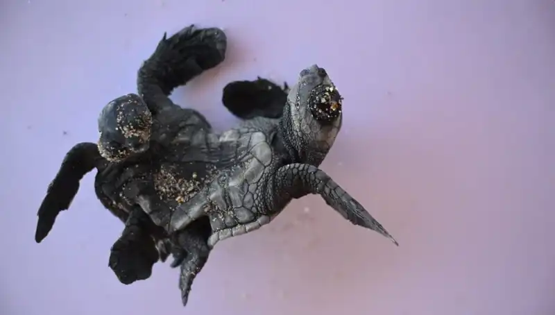 Görenleri Şaşkına Çeviren Siyam İkizi Caretta Carettalar