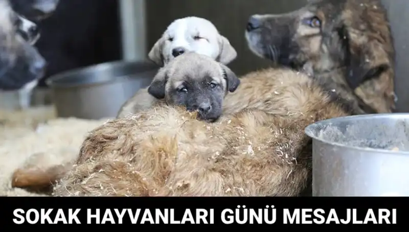 4 Ekim'de Kutlanan Dünya Sokak Hayvanları Günü: Anlamı ve Mesajları