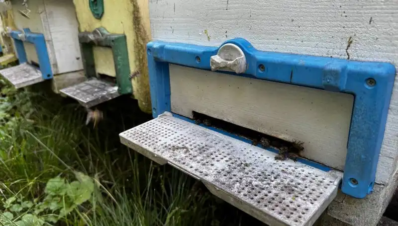 Dedesinin Nasihatiyle Tarıma Adım Attı, 1 Ton Üretim Hedefliyor