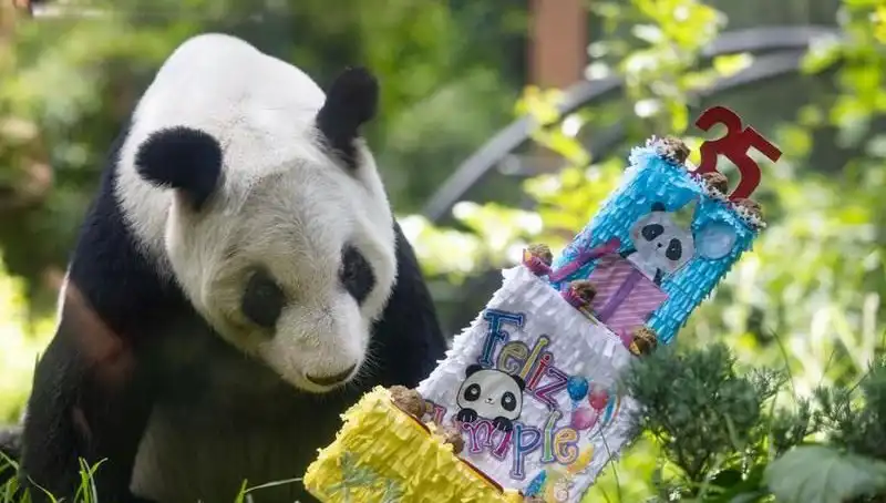 Dev Panda Xin Xin, 35. Yaşını Kutlarken Hayranlarından İlgi Gördü
