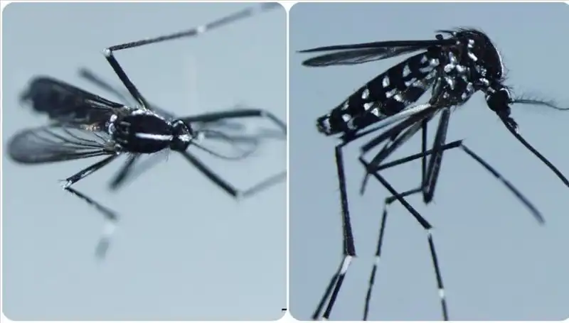 Chikungunya Virüsü Nedir? Belirtileri ve Yerler Hakkında Bilmeniz Gerekenler